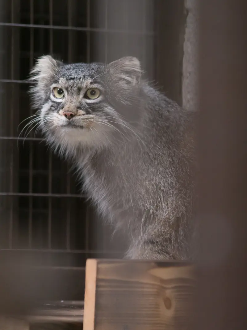 A photograph of Figa in Nogeyama Zoo