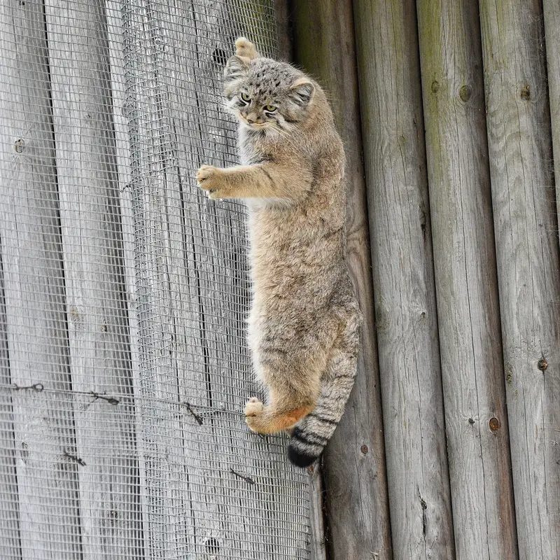A photograph of Zaya in Port Lympne Wild Animal Park