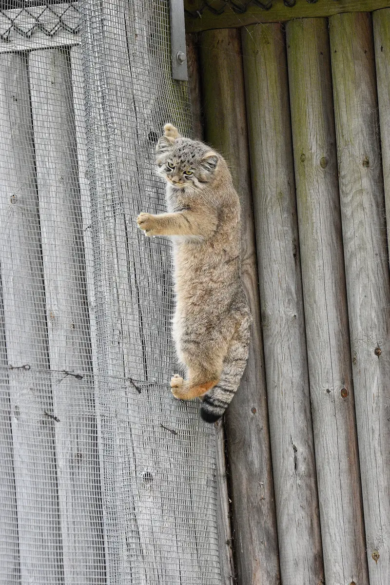 A photograph of Zaya in Port Lympne Wild Animal Park
