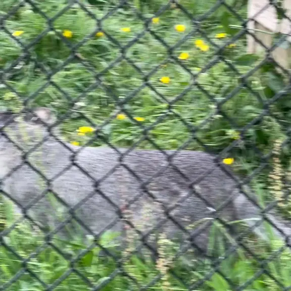 A photograph of a Pallas's cat in Port Lympne Wild Animal Park