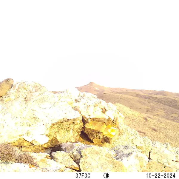 A photograph of Pika from Besshoky 1 camera trap
