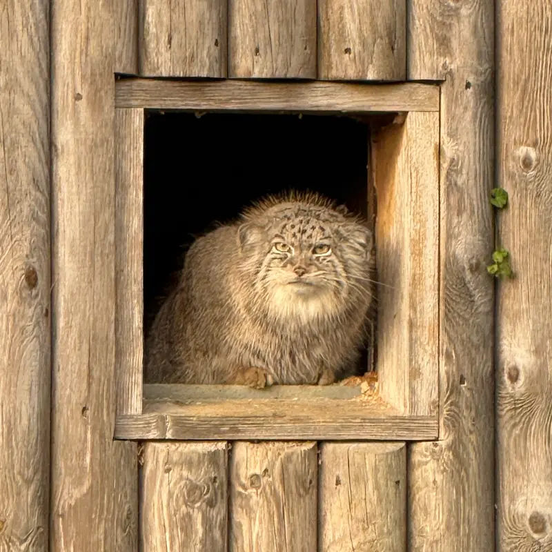 A photograph of Namuu in Port Lympne Wild Animal Park