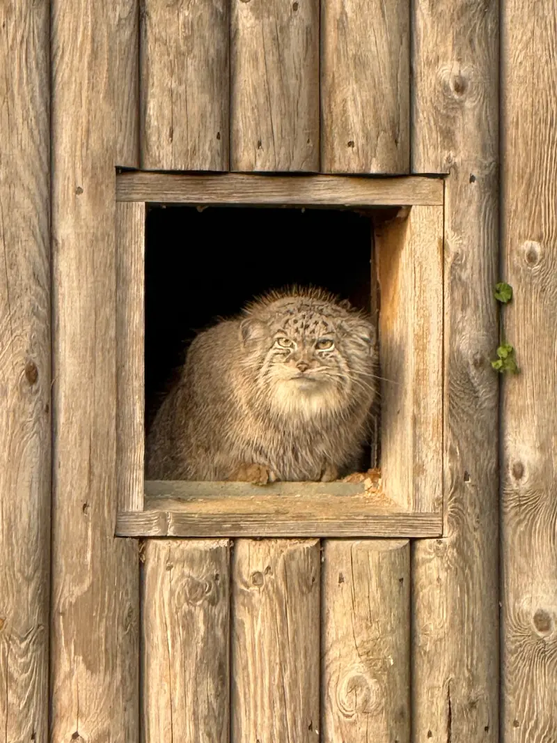 A photograph of Namuu in Port Lympne Wild Animal Park