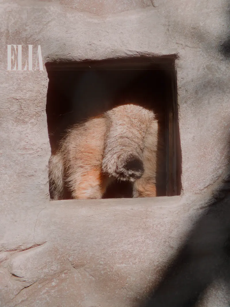 A photograph of Olaf in Calgary Zoo / Wilder Institute