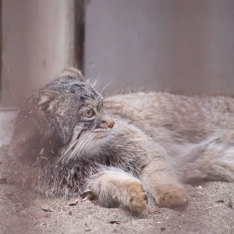 A photograph of Figa in Nogeyama Zoo