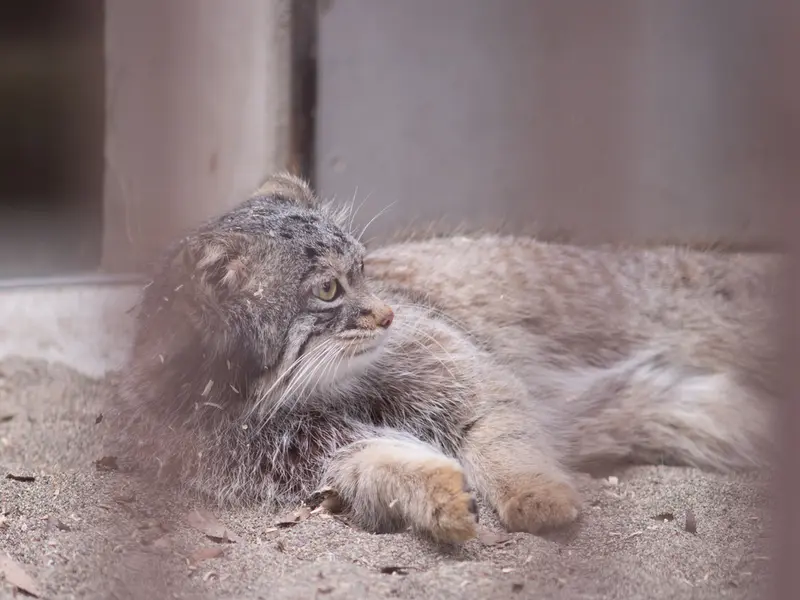 A photograph of Figa in Nogeyama Zoo