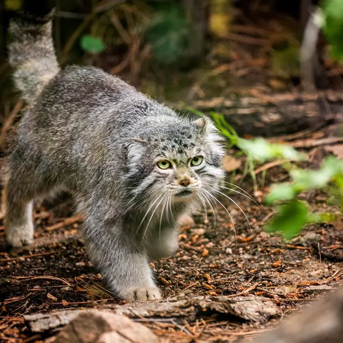 A photograph of Bo in Cheyenne Mountain Zoo