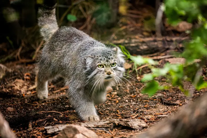 A photograph of Bo in Cheyenne Mountain Zoo