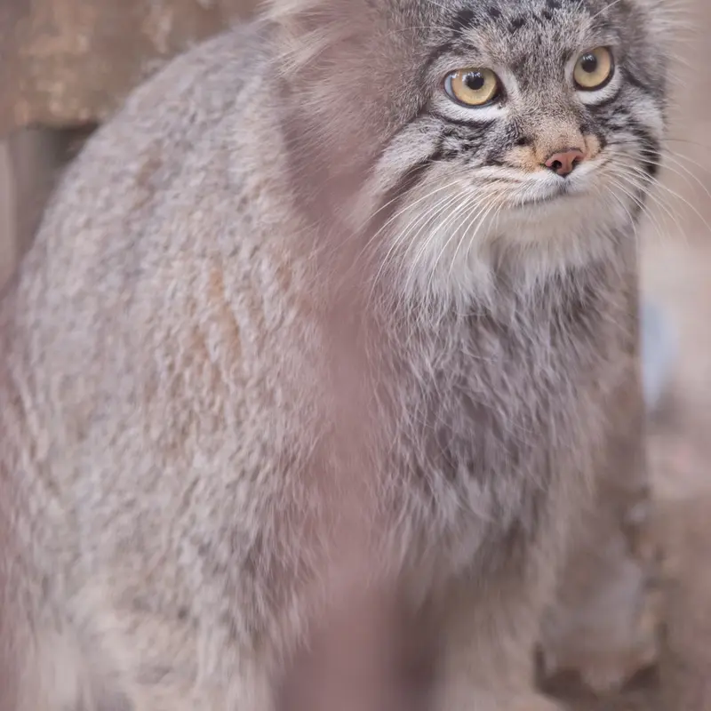 A photograph of Figa in Nogeyama Zoo