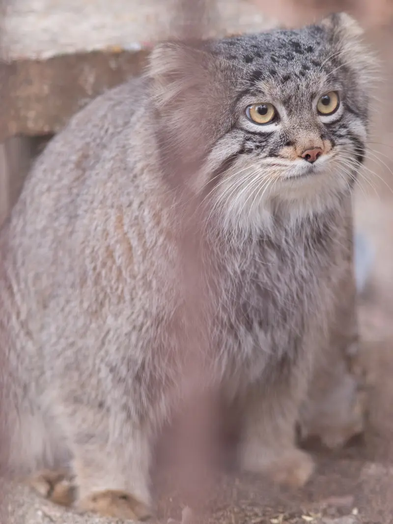 A photograph of Figa in Nogeyama Zoo