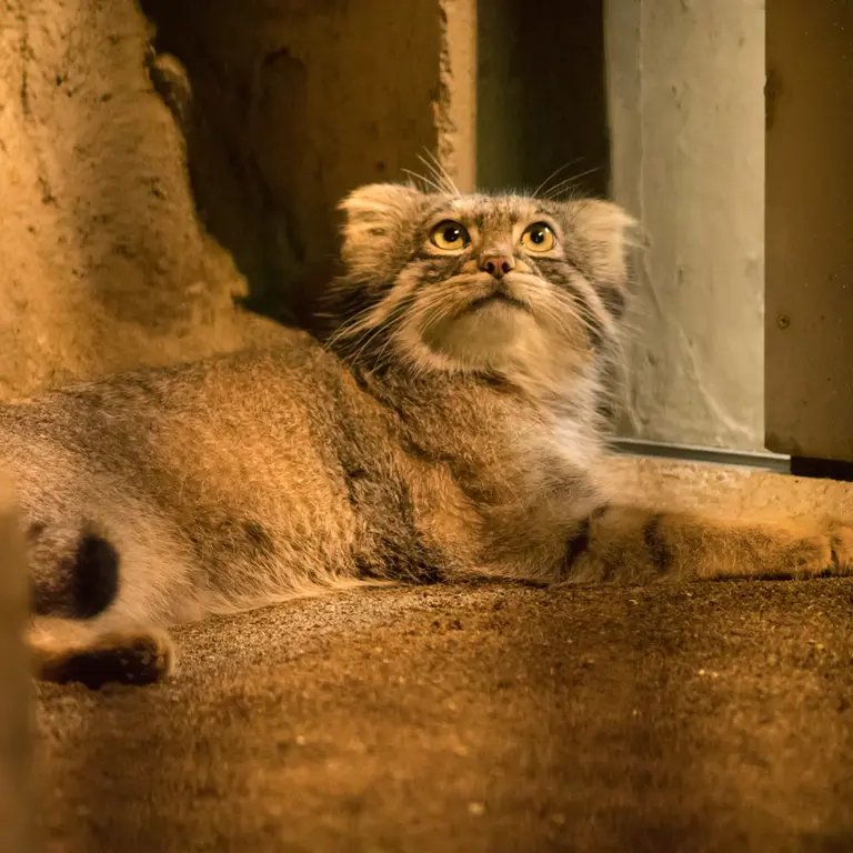 A photograph of Figa in Nogeyama Zoo
