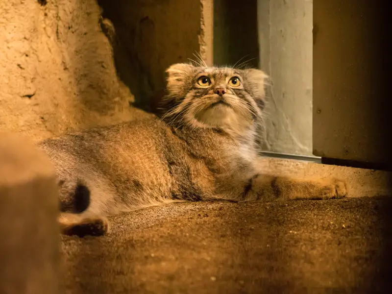 A photograph of Figa in Nogeyama Zoo