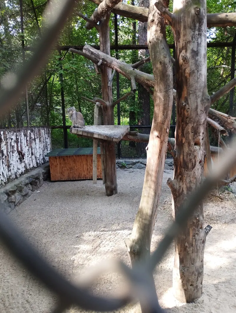 A photograph of a Pallas's cat in Novosibirsk Zoo