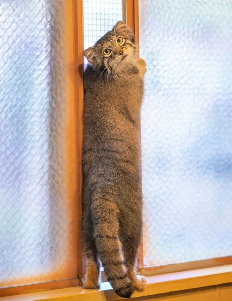 A photograph of a Pallas's cat