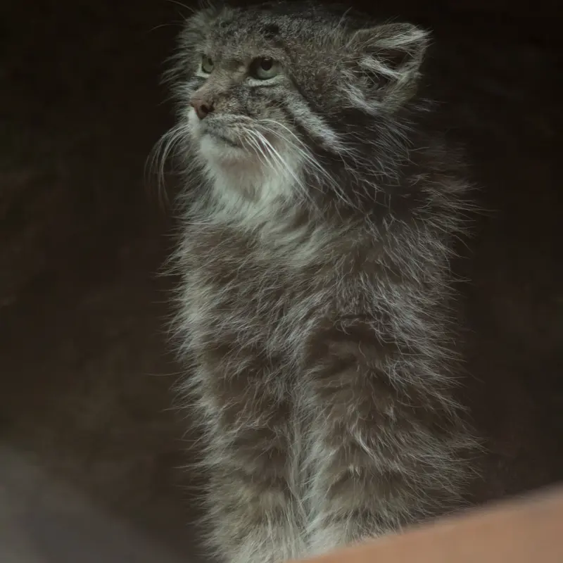 A photograph of Klyon in Ueno Zoological Gardens