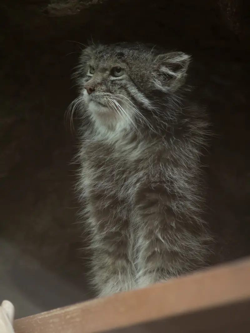 A photograph of Klyon in Ueno Zoological Gardens