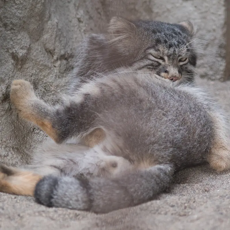 A photograph of Figa in Nogeyama Zoo