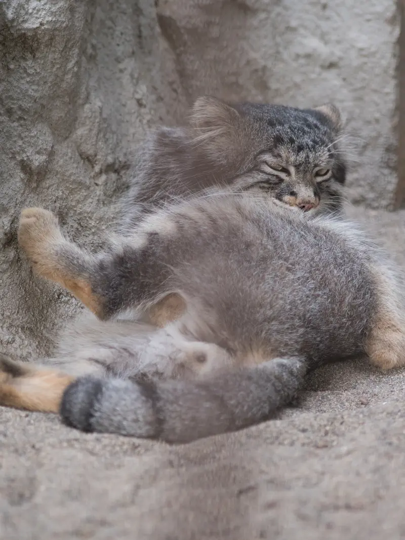 A photograph of Figa in Nogeyama Zoo