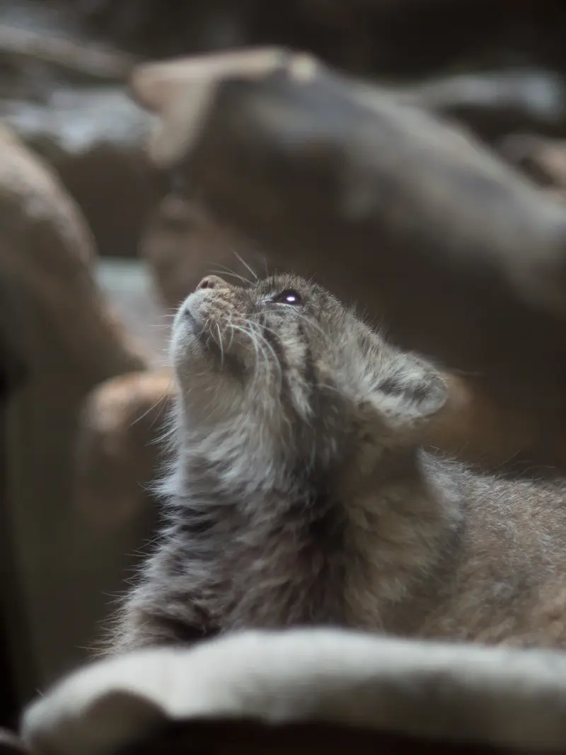 A photograph of Primula in Ueno Zoological Gardens
