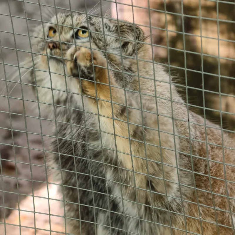 A photograph of Kitten of Alani b.2026 Ⅱ in Košice Zoo