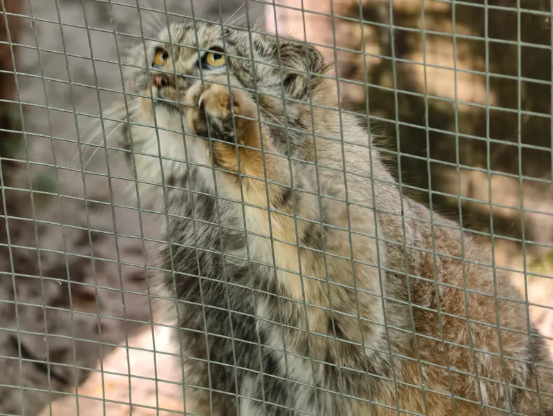 A photograph of Kitten of Alani b.2026 Ⅱ in Košice Zoo