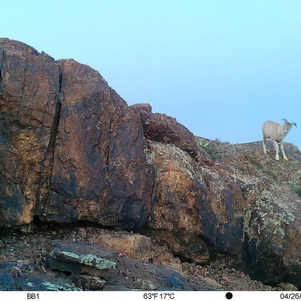 A photograph of Argali from Aktas-Kunkora camera trap