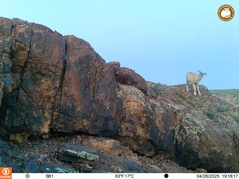 A photograph of Argali from Aktas-Kunkora camera trap