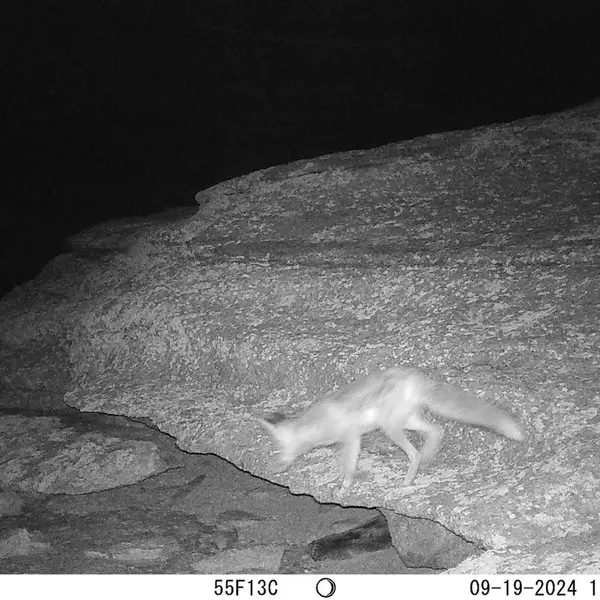 A photograph of Red fox from Bektauata 1 camera trap