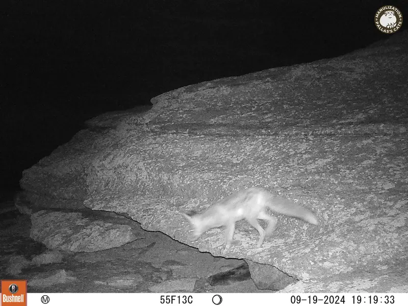 A photograph of Red fox from Bektauata 1 camera trap