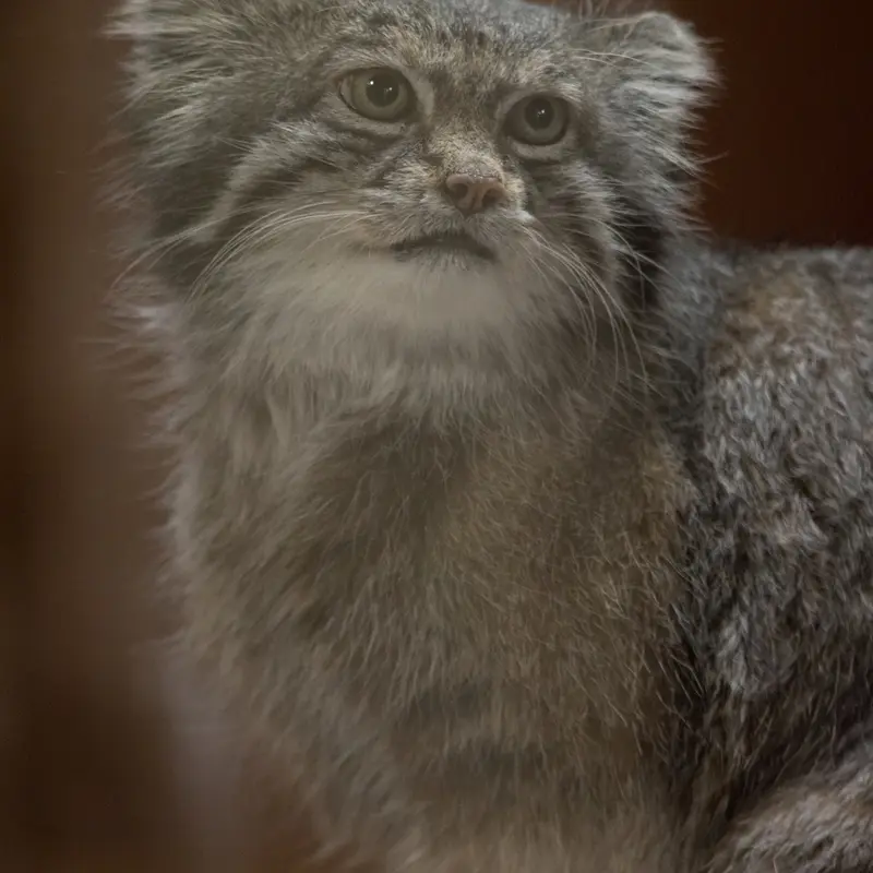 A photograph of Klyon in Ueno Zoological Gardens