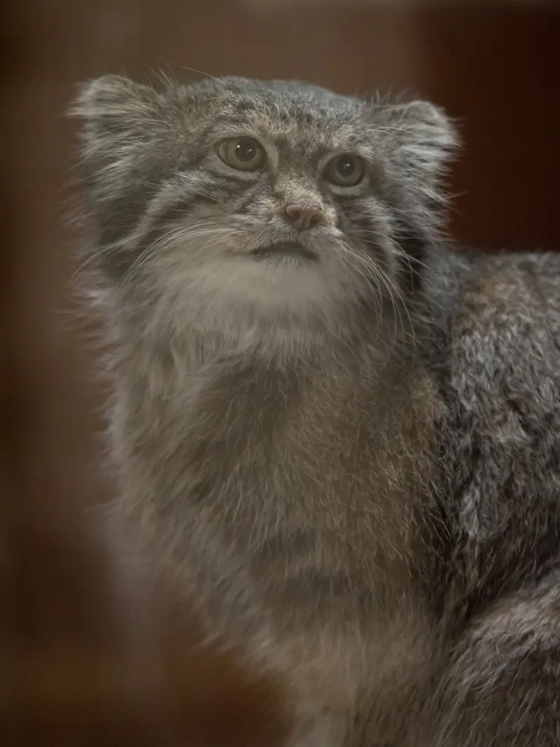 A photograph of Klyon in Ueno Zoological Gardens