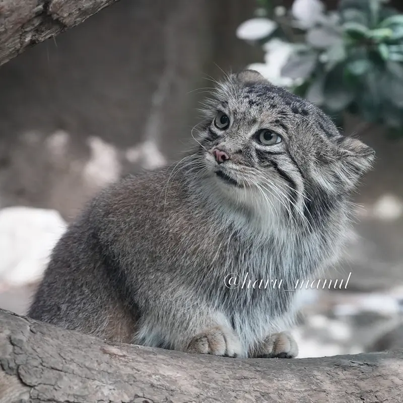 A photograph of Az in Kobe Animal Kingdom