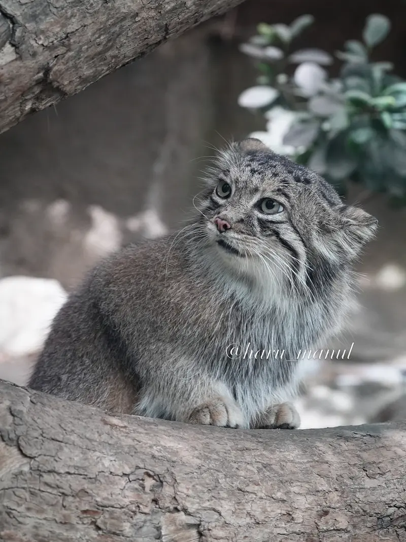 A photograph of Az in Kobe Animal Kingdom