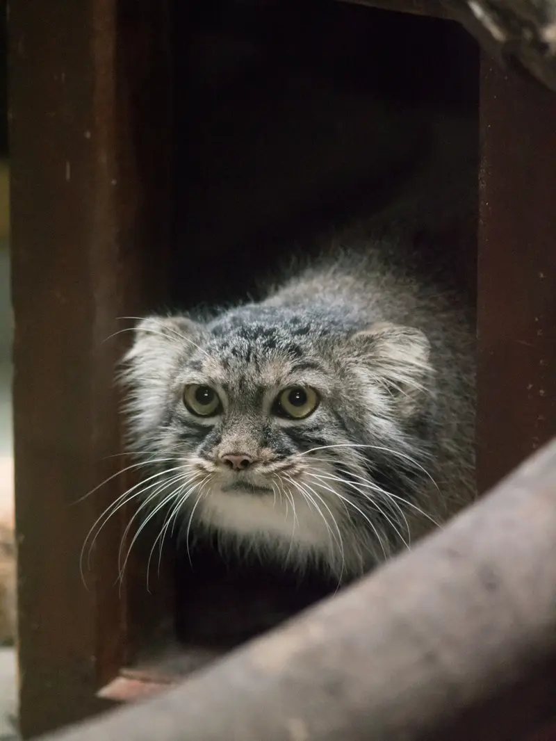 A photograph of Shafran in Ueno Zoological Gardens