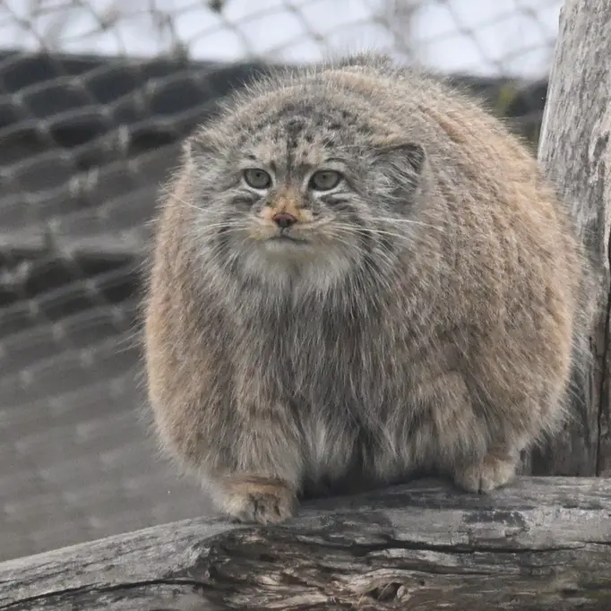 A photograph of Mimi in Korkeasaari Zoo