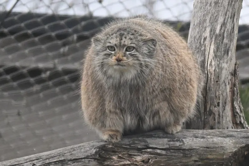 A photograph of Mimi in Korkeasaari Zoo