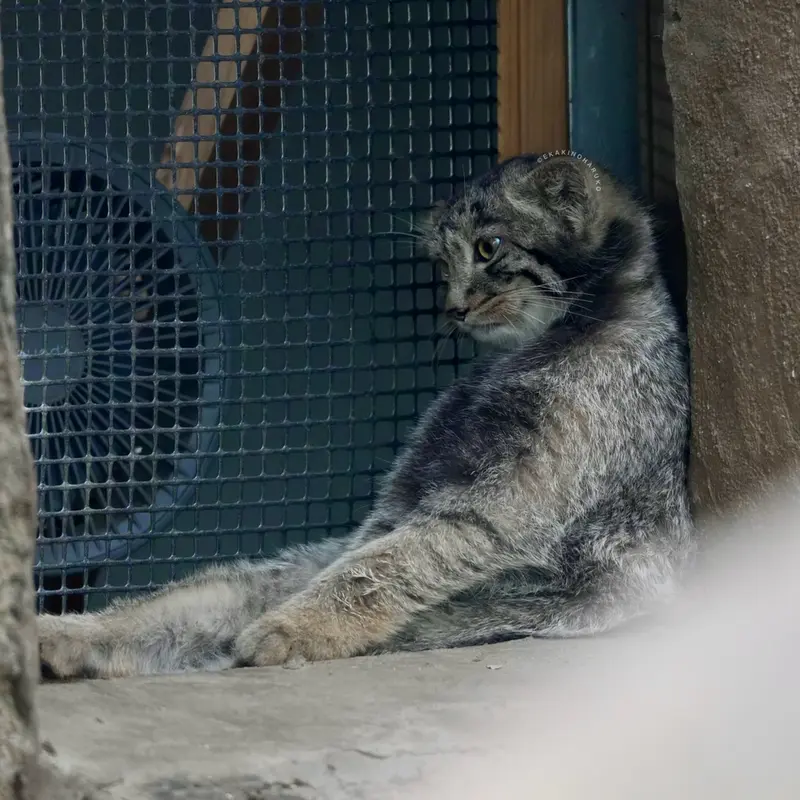 A photograph of Komorebi in Kobe Animal Kingdom