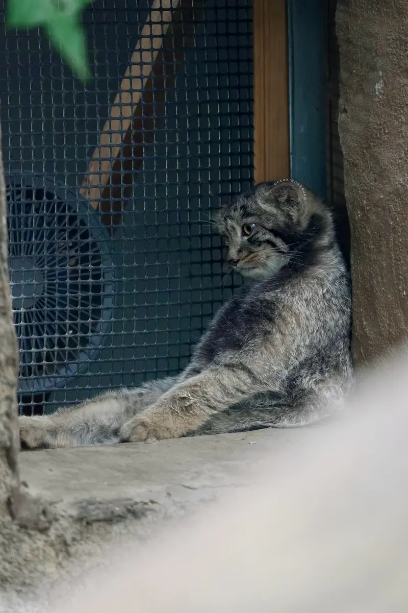 A photograph of Komorebi in Kobe Animal Kingdom