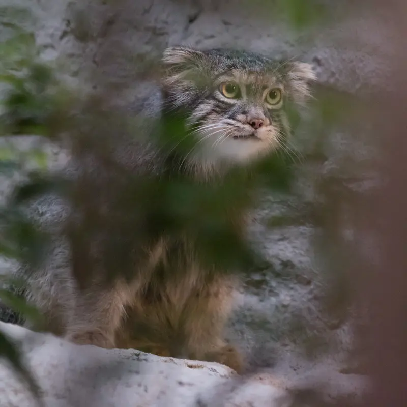 A photograph of Figa in Nogeyama Zoo