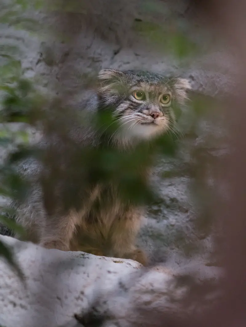 A photograph of Figa in Nogeyama Zoo