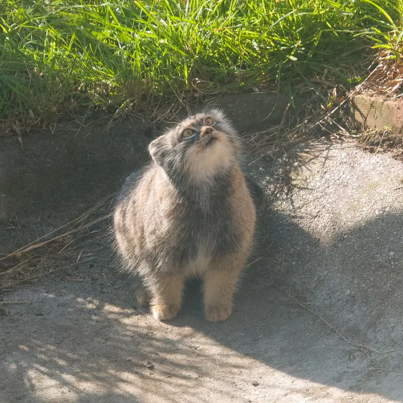 A photograph of Duchess in Edinburgh Zoo