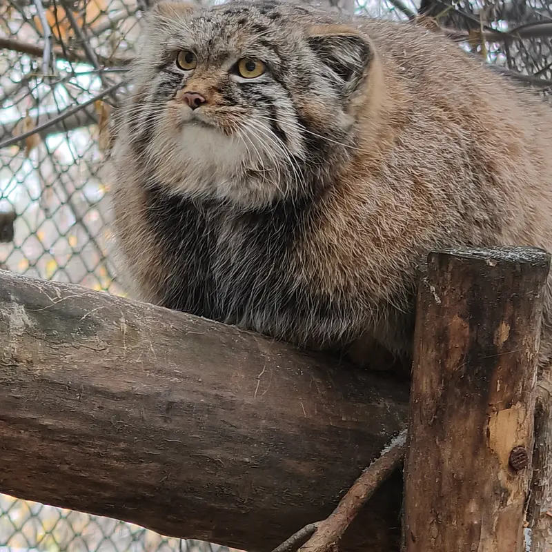 A photograph of Son of Adele b.2026 Ⅲ in Novosibirsk Zoo