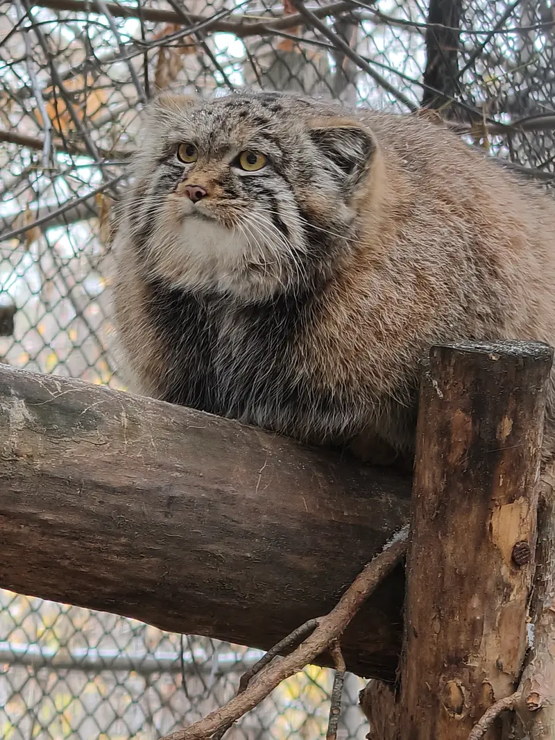 A photograph of Son of Adele b.2026 Ⅲ in Novosibirsk Zoo