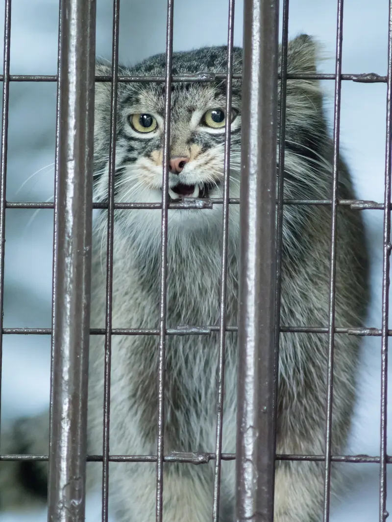 A photograph of Figa in Nogeyama Zoo