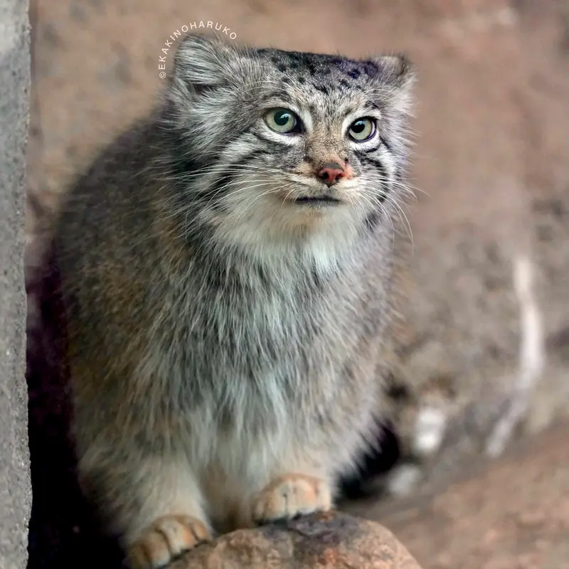 A photograph of Az in Kobe Animal Kingdom