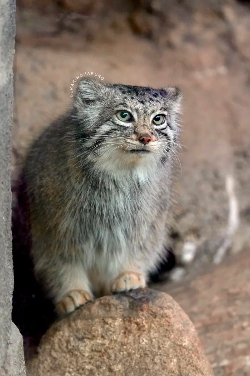A photograph of Az in Kobe Animal Kingdom