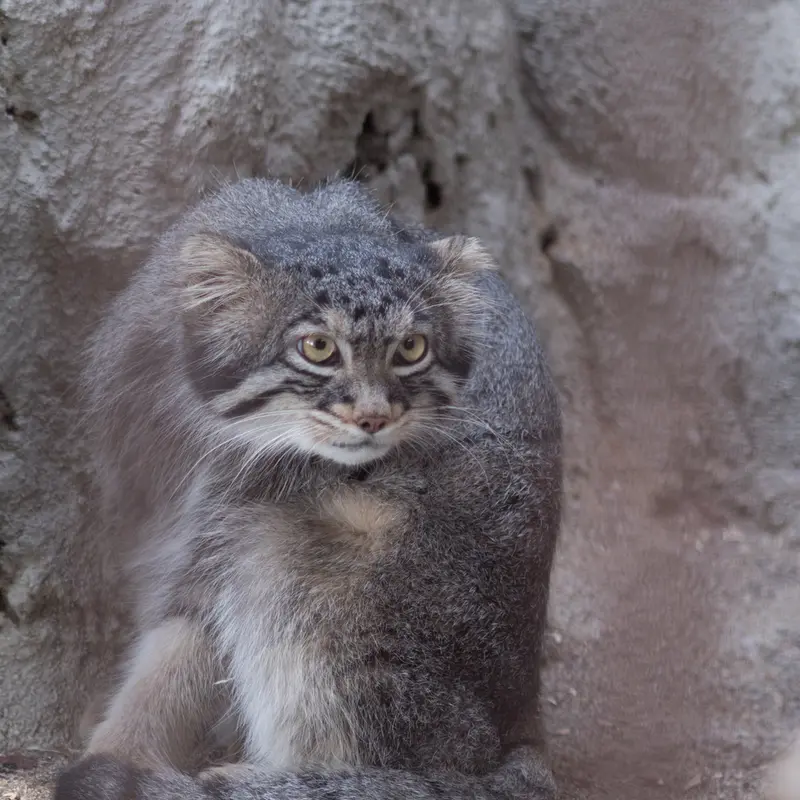 A photograph of Figa in Nogeyama Zoo