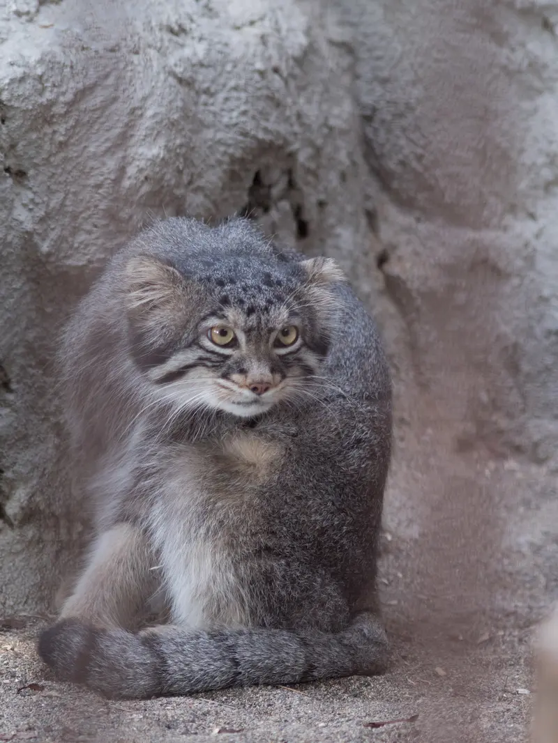 A photograph of Figa in Nogeyama Zoo