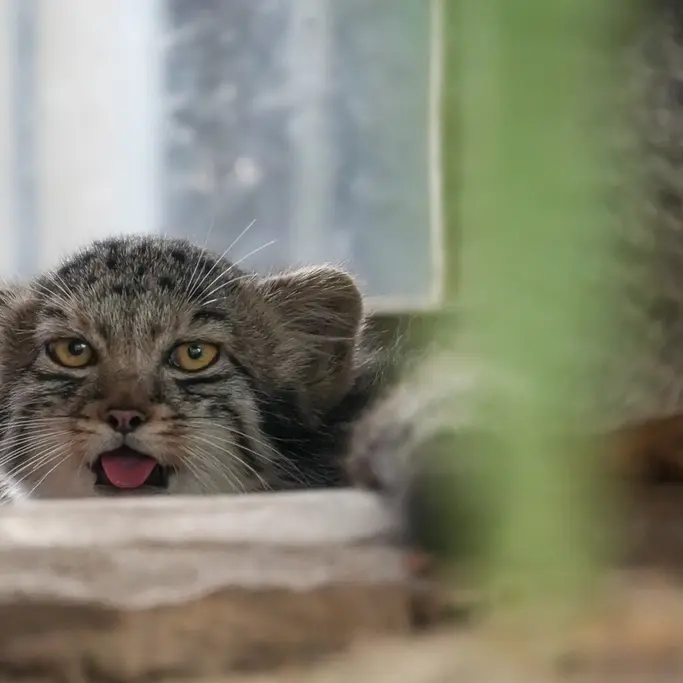 A photograph of Haku in Kobe Animal Kingdom