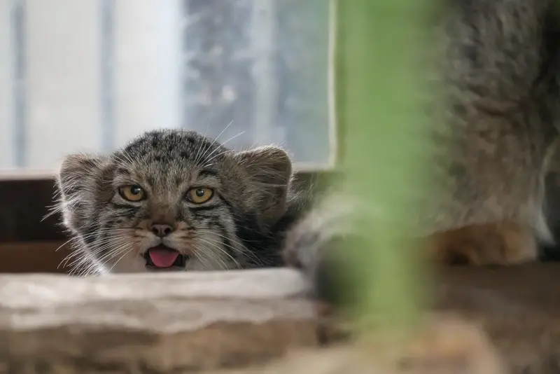 A photograph of Haku in Kobe Animal Kingdom